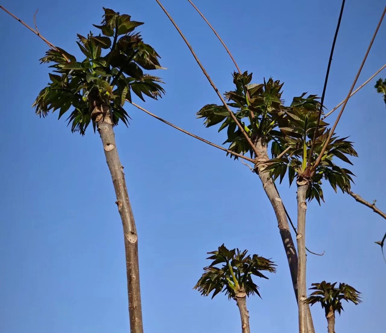 又到椿芽采摘時(shí) 又到椿芽采摘時(shí)